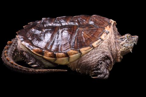 Specimen on a black background